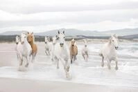 Komar Fototapete White Horses 368 x 254 cm
