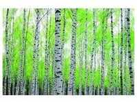 papermoon Vlies- Fototapete Digitaldruck 250 x 180 cm Birch Forest