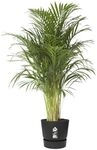 Elho Pflanztopf Greenville &Oslash; 47 x 44 cm living schwarz