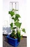 Bellissa Gurkenturm 120cm 120 cm hoch