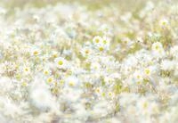 Komar Fototapete Daisies 368 x 254 cm