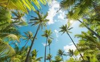 Komar Vlies Fototapete Coconut Heaven&nbsp; 450 x 280 cm