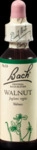 Nelsons GmbH Bachbl&uuml;ten Walnut Tropfen 20 ml 00164919_DBA