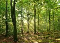 Fototapete PAPERMOON "Forrest morning", bunt, B:3,5m L:2,6m, Vlies, Tapeten,