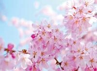 Fototapete PAPERMOON "Cherry Blossom", bunt, B:3,5m L:2,6m, Vlies, Tapeten,