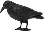Taubenschreck Rabe