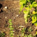 Gartenfr&auml;se 2 In 1