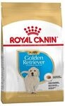 Shn Breed Golden Retriever Jun 12kg