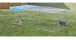 Kerbl - Freilaufgehege Kleintiere Mit Ausbruchsperre 230x115x70 Cm Chrom