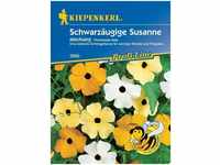 Schwarzäugige Susanne - Thunbergien - Blumensamen - Kiepenkerl