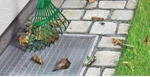 Tesa Insect Stop Lichtschachtgitter 1 St.