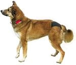Protective Pants, Xs: 20-25 Cm, Black