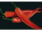 Glasr&uuml;ckwand Hot Peperoni 60 X 70 Cm, Mehrfarbig, Geh&auml;rtetes Glas Mehrfarbig -