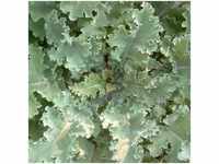 Sonstige - Markstammkohl Brassica oleracea 1kg Futterkohl Stangenkohl Feldfutter