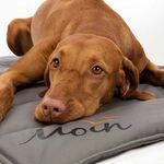 Trixie Be Nordic Hunde Reisedecke Hooge Grau