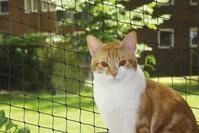 Nobby - Katzenschutznetz Schwarz Gr&ouml;&szlig;e L 8 X 3 M Balkon-/fensternetz