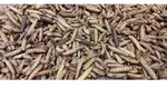 SOLDATENFLIEGENLARVEN (Hermetia Illucens - Black Soldier Flay) 5 Kg