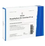Bryophyllum D 5/conchae D7 Ampullen