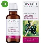Gemmo Mazerat Schwarze Johannisbeere Doktor koll Ribes
