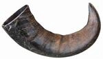 TX-27743 Buffalo Chewing Horn Large