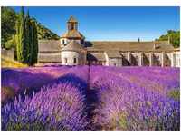 Castorland C-104284-2 Lavender Field in Provence,France, 1000 Teile Puzzle, Bunt