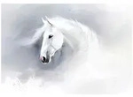 FOTOTAPETE Pferd Tiere Grau 312x219 cm