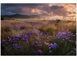 FOTOTAPETE Landschaft Blumen Beige 150x105 cm