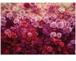 FOTOTAPETE Blumen Rosen Rosa 150x105 cm
