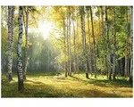 FOTOTAPETE 3D Effekt Wald Wohnzimmer 200x140