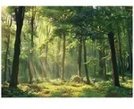 FOTOTAPETE Wald Natur Vlies Tapete Wohnzimmer Schlafzimmer 250x175