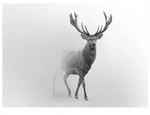 FOTOTAPETE Tiere Hirsch Vliestapete Tapete 350x250