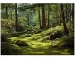 FOTOTAPETE Wald B&auml;ume Gr&uuml;n 300x210 cm