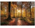 FOTOTAPETE Wald B&auml;ume Braun 300x210 cm
