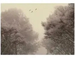 FOTOTAPETE Wald B&auml;ume Beige 150x105 cm