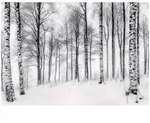 FOTOTAPETE 3D Effekt Birken Wald B&auml;ume Tapete Wohnzimmer 150x105