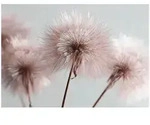 FOTOTAPETE Pusteblume Boho Wohnzimmer 250x175