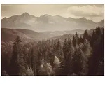 FOTOTAPETE Wald Natur Braun 250x175 cm