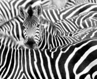 Rasch Tapete 363609 - Fototapete auf Vlies mit Zebra Herde in Schwarz-Wei&szlig; -