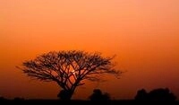 Rasch Tapete 363647 - Fototapete auf Vlies mit afrikanischem Motiv,...