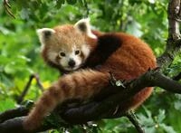 Ravensburger Puzzle 12000369 - S&uuml;&szlig;er roter Panda - 500 Teile Puzzle f&uuml;r...