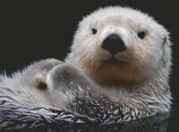 Ravensburger Puzzle 12000235 - S&uuml;&szlig;er Kleiner Otter - 500 Teile Puzzle f&uuml;r
