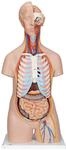 3B Scientific Classic-Torso-Modell, in klassischer Ausf&uuml;hrung, geschlechtsneutral,