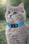 katzenhalsband - Kitten Elza blau 15&ndash;22 cm &ndash; elastisches Nylon...