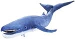 Blauwal/Blue Whale