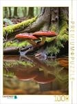 CALVENDO Puzzle Gl&auml;nzender Lackporling im verwunschenen Wald | 1000 Teile