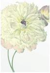 Komar Wandbild | Illustration Dahlia | Poster, Bild, Wohnzimmer, Schlafzimmer,