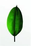 Komar Wandbild | Ficus Leaf | Poster, Bild, Wohnzimmer, Schlafzimmer,...