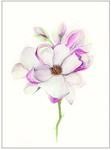 Komar Wandbild | Magnolia Blossom | Poster, Bild, Wohnzimmer, Schlafzimmer,