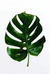 Komar Wandbild | Monstera Leaf | Poster, Bild, Wohnzimmer, Schlafzimmer,...