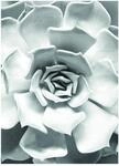 Komar Wandbild | Succulent Closeup | Poster, Bild, Wohnzimmer, Schlafzimmer,